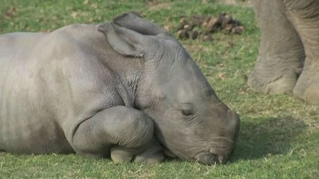 130307143057_white_rhino_cub_640x360_bbc