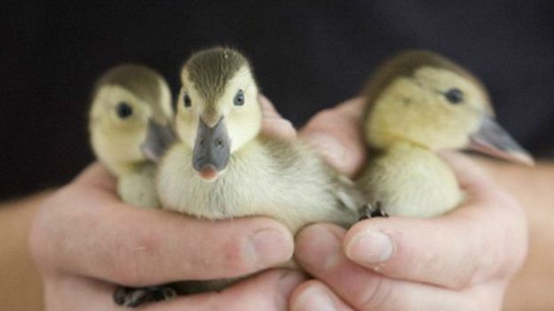 140826112843_medagascar_pochard_duck_512