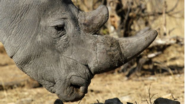 150123104950_white_rhino_640x360_reuters