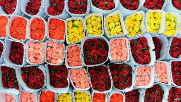 150212105248_varieties_of_roses_512x288_