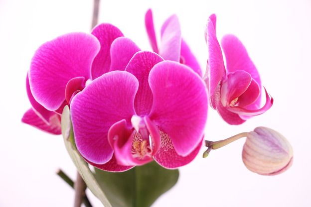 Orquídea