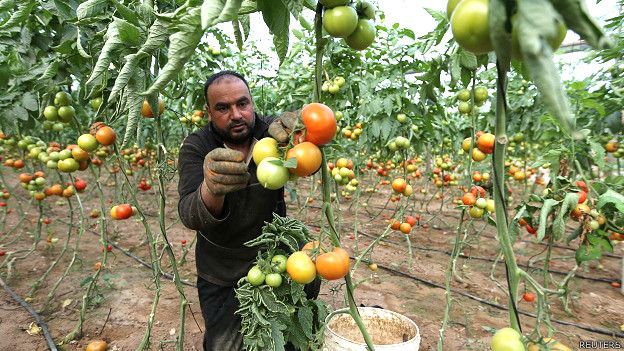 Agricultor cosechando tomates