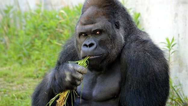 Japones gorila