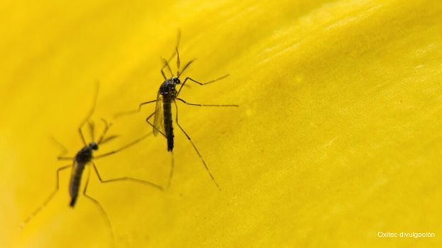 Mosquitos transgénicos para combatir el dengue en Brasil