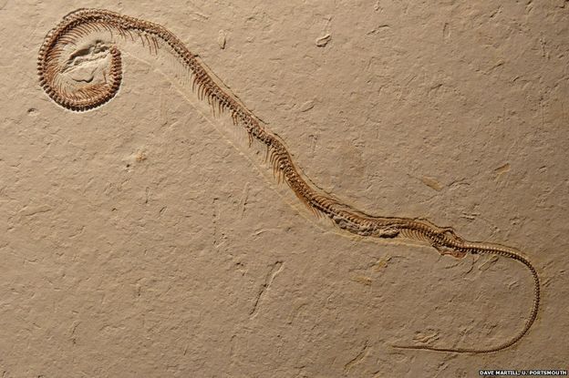 Serpiente