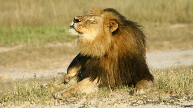 150804173612_cecil_lion_624x351_reuters.jpg
