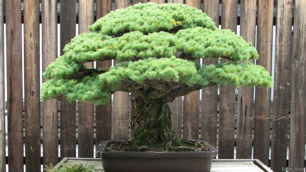 Bonsai