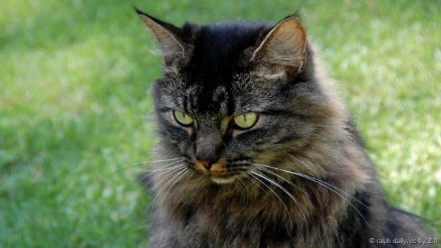 Foto: Ralph Daily/CC by 2.0