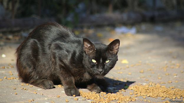 Черная бродячая кошка