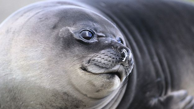 150831145623_elefante_624x351_thinkstock