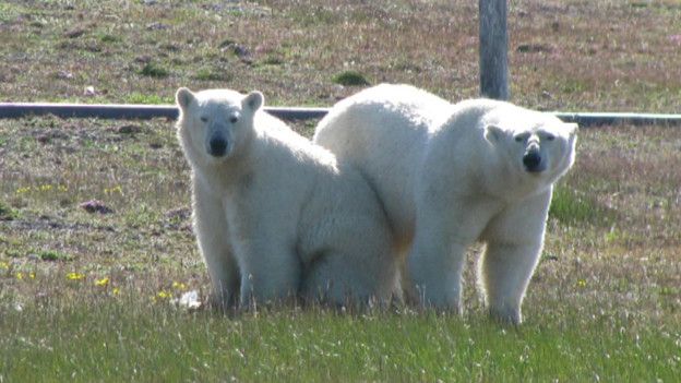 Dos de los cinco osos polares que tienen sitiados a científicos en el Ártico
