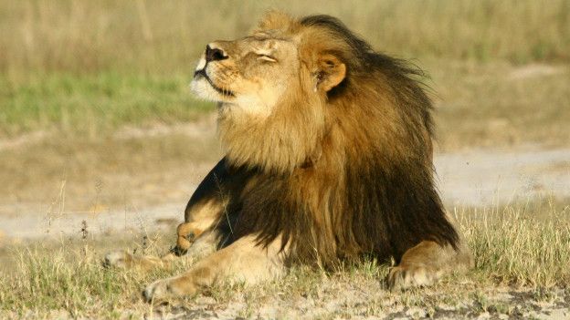 Cecil, el león más famoso de Zimbabue 150907174354_cecil_leon_zimbabue_624x351