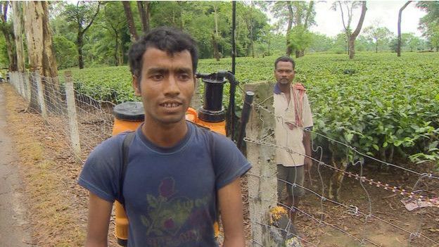 150908082410_india_tea_assam_624x351_bbc_nocredit.jpg