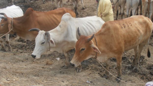 cattle market