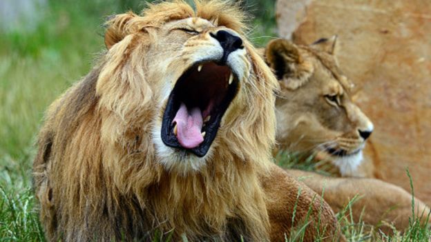 Leones africanos