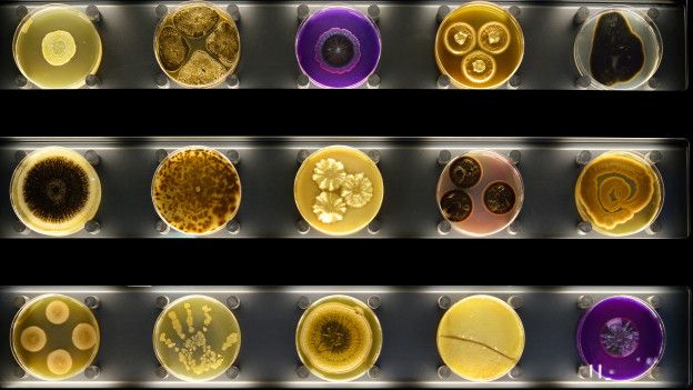 Placas de Petri del museo Micropia. Cortesía del museo Micropia, Photo Maarten van der Wal.