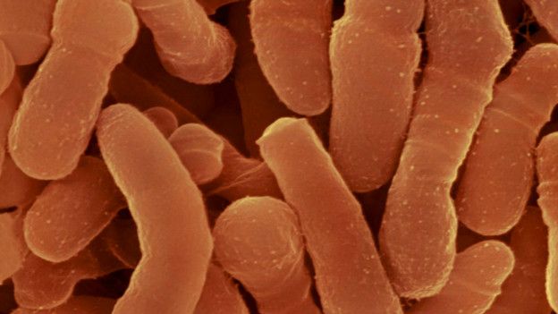 150922113217_bacteria_624x351_micropia_n