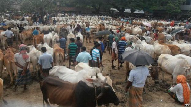 http://ichef-1.bbci.co.uk/news/ws/624/amz/worldservice/live/assets/images/2015/09/22/150922140228_bangladesh_cattle_trade_noncredit_bbc_624x351_bbc.jpg