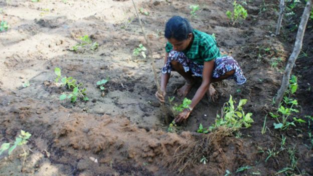 150927165614_jasmine_cultivation_sri_lan