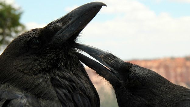 151006112554_crow_raven_624x351_thinkstock_nocredit.jpg