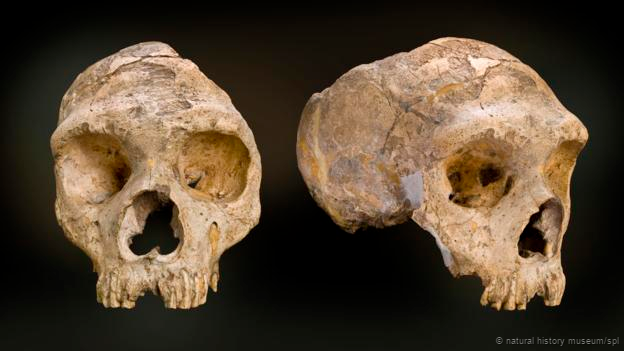 Fósiles de Neandertales