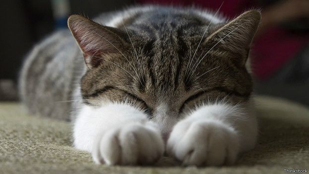 151016134527_cats_internet_sleep_624x351_thinkstock.jpg