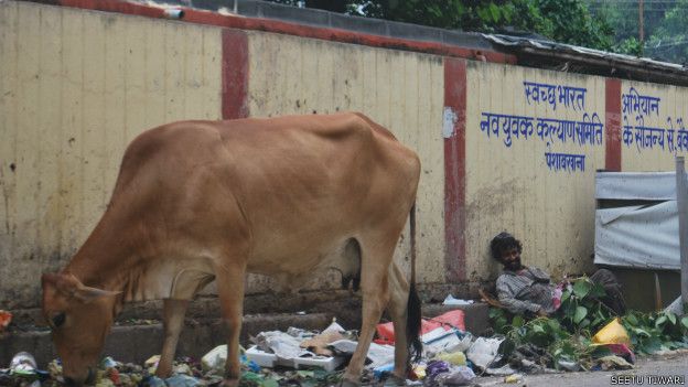 पॉलीथीन खाती गाय