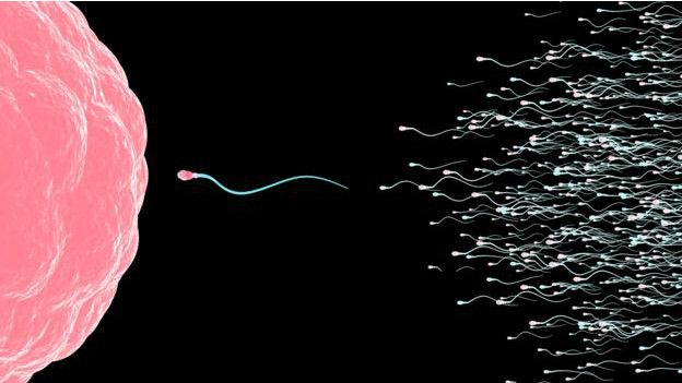 Espermatozoides hacia un óvulo