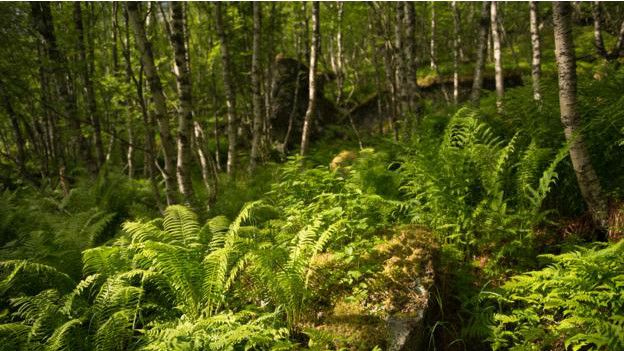 Bosque de Noruega