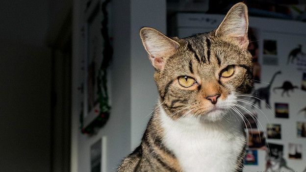 Эта кошка не очень довольна происходящим