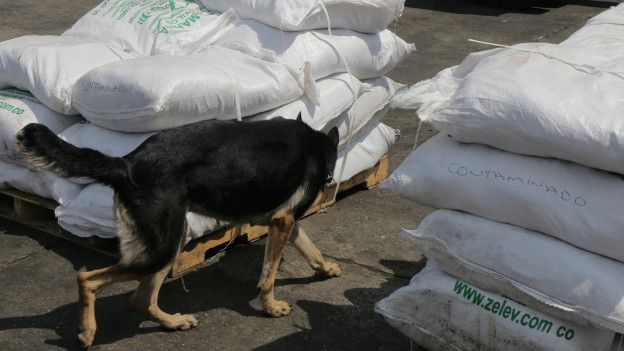 Perro olfatea bolsas de sal marina