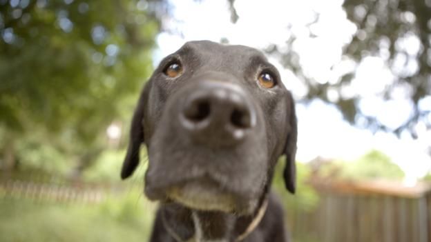 151123130618_allergies_dog.jpg