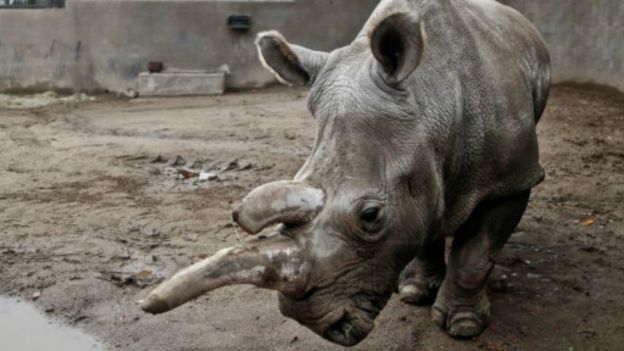 151123163020_white_rhino_512x288_bbc_noc