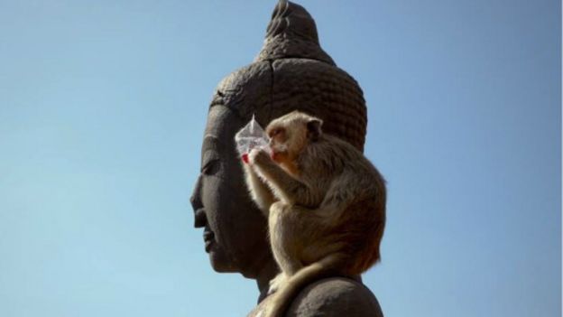 151129122841_thailand_monkey_festival_51