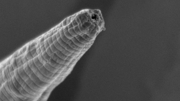 Halicephalobus mephisto. (Crédito: Gaetan Borgonie et al)