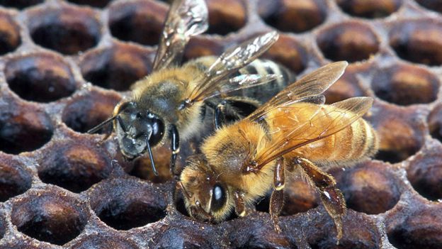 Abelha africanizada (esquerda) ao lado de abelha europeia (direita) (foto: Scott Bauer, USDA)