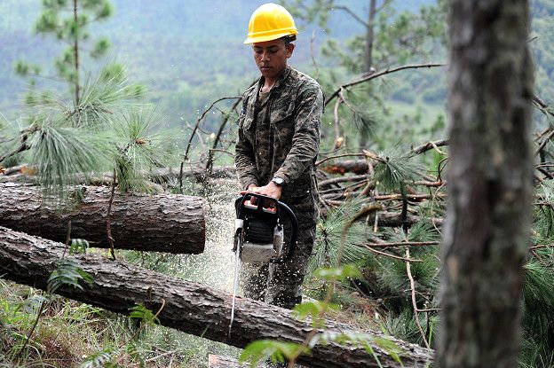 Honduras pierde el 3% de sus bosques