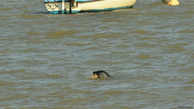 Тюлень в Темзе