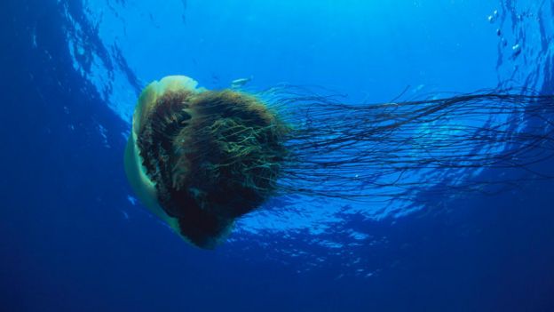 Dedetização 151218181256_vert_praga8_640x360_natureproductionnpl_nocredit Pragas: conheça aglomerações de animais em proporções gigantescas Curiosidades