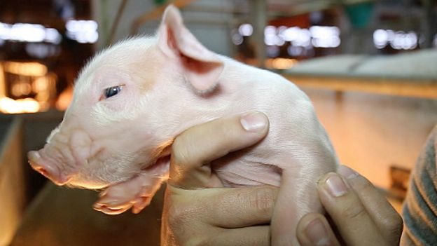 160115064824_taiwan_pig_farmer_512x288_b