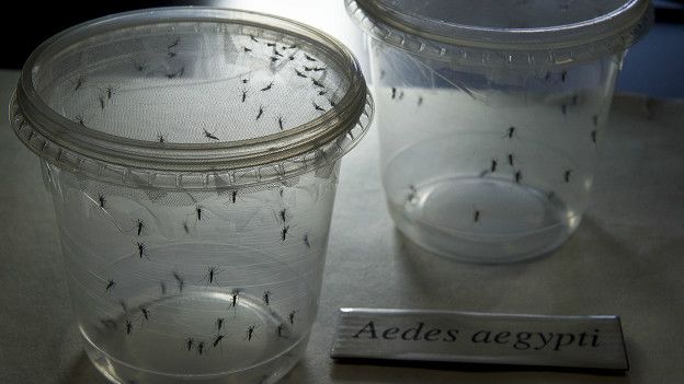 Mosquitos Aedes