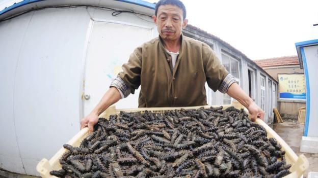 160127132145_sea_cucumbers.jpg