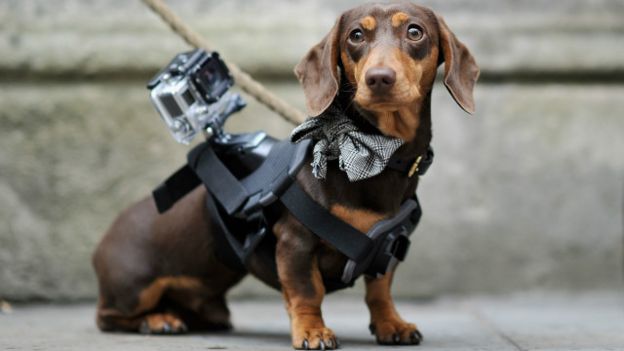 GoPro y el perro.