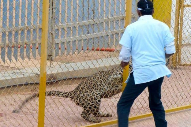 Леопарда заметили в школе в воскресенье утром