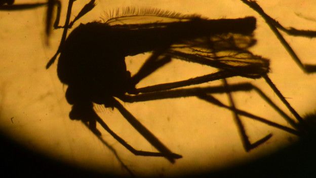 Mosquito Aedes aegypti, transmisor del virus zika