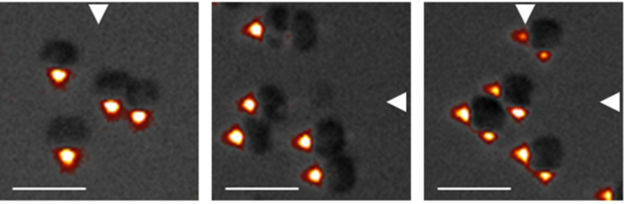 Schuergers et al/eLife