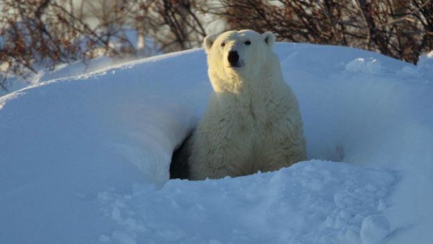 Como os ursos sobrevivem sem comer durante a hibernação? Como os ursos sobrevivem sem comer durante a hibernação?