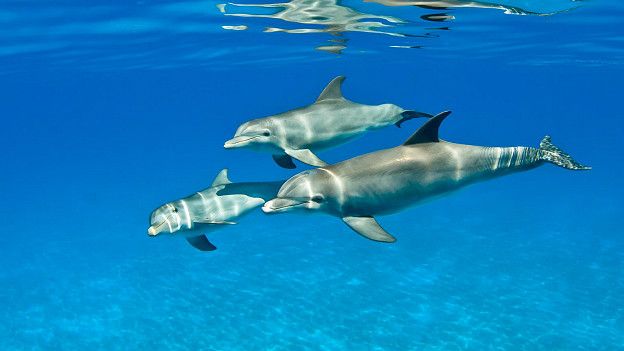 Дельфины-афалины умны, но характер у них порой довольно скверный
