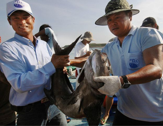 cobia asia