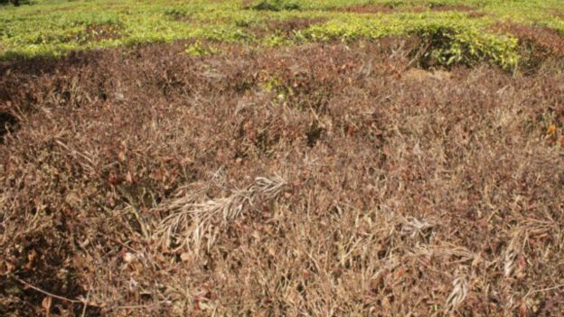 160315180413_tea_estate_in_winter_640x36